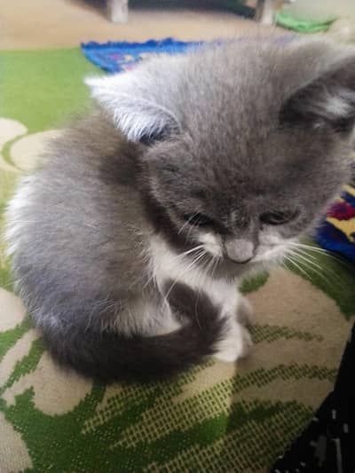 Gray & white Persian