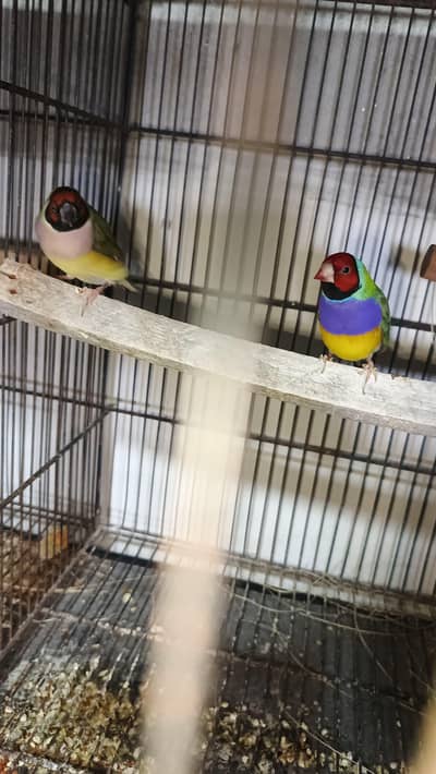 goldian finch breeder pair