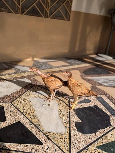 aseel in golden color