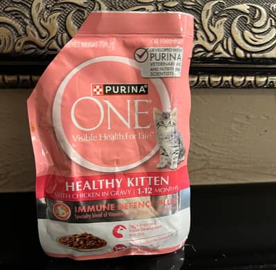 beautiful Persian female cat