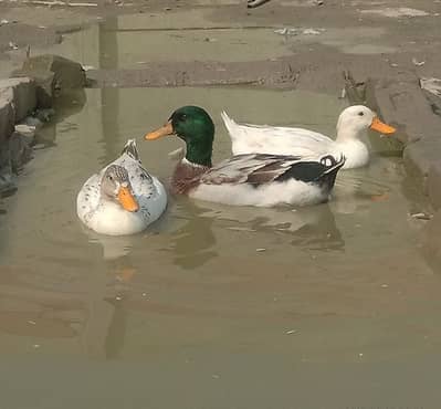 Duck Silver appleyard duck white duck