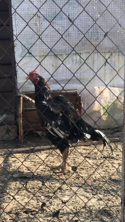 Lasani murgha/pkoay/barmi/penas chkis for sal