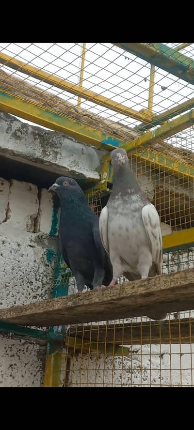 breeder jora for sale