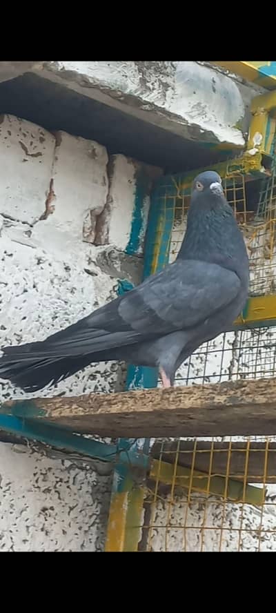 breeder narrfor sale