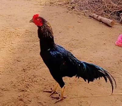 Bhat ala guwalti Kay murgy ha