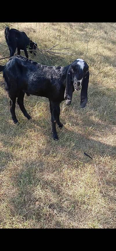 betal bakra 2 dant for sale  contact  numder  03155694845