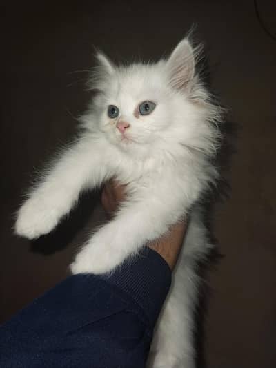 White colour Blue eyes long coat pure Persian kitten