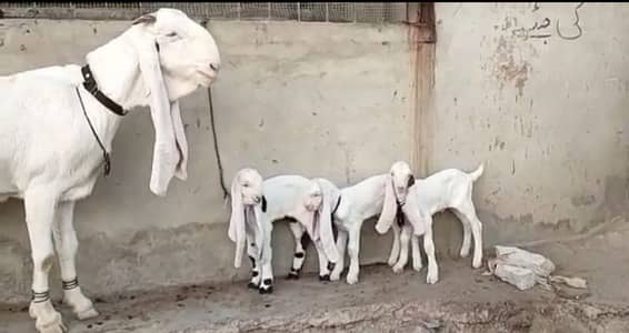 Gulabi Bakri For Sale03405796364