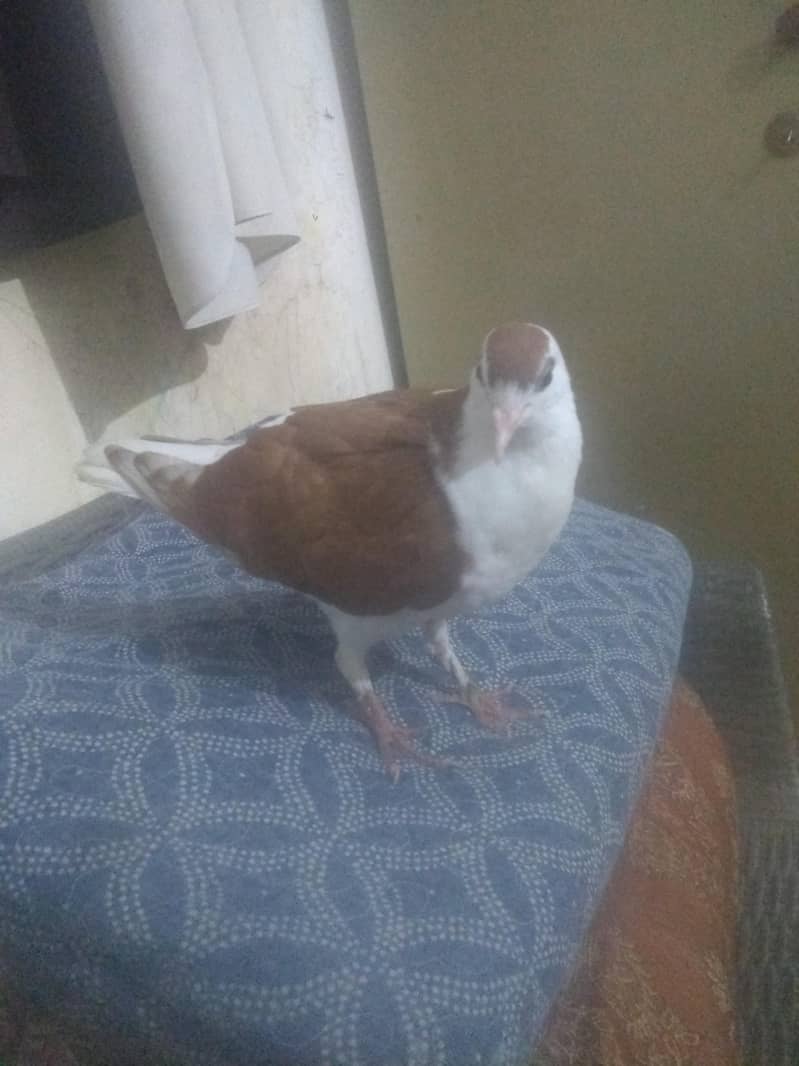 kabootar exchange possible 0