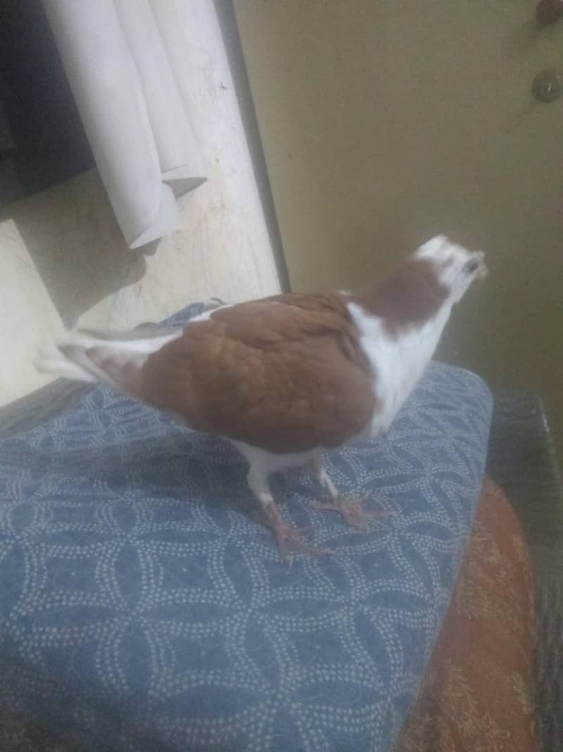 kabootar exchange possible 1