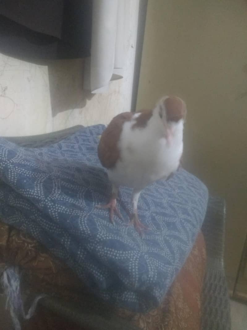 kabootar exchange possible 2