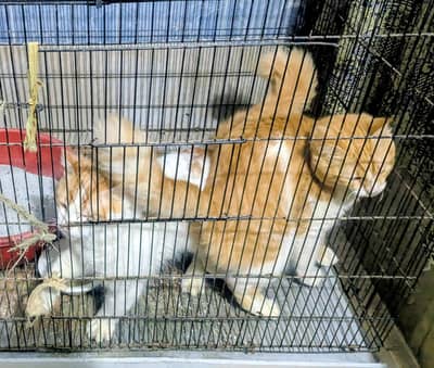 Cat pair for rehoming