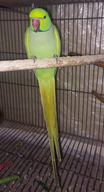 Male fully jamboo size,  breeding male, 0307-6463422 whatsapp number