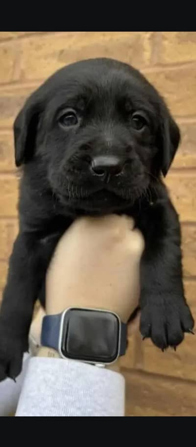 Labrador Puppy