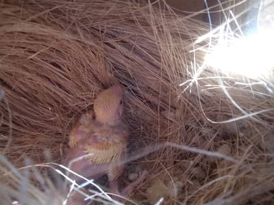 lotino parrot baby contact only wathsapp 03108344181