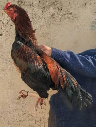 lakha mushka aseel murga