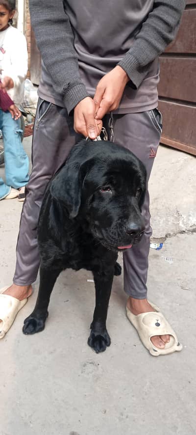 Labrador Female Dog/Contact No. 0304-5374684