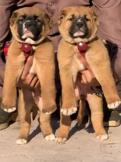 Turkish kangal dabal Hadi havey bone   security dogs forsale pair