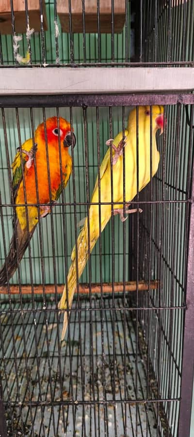 All mix parrot hand tamed