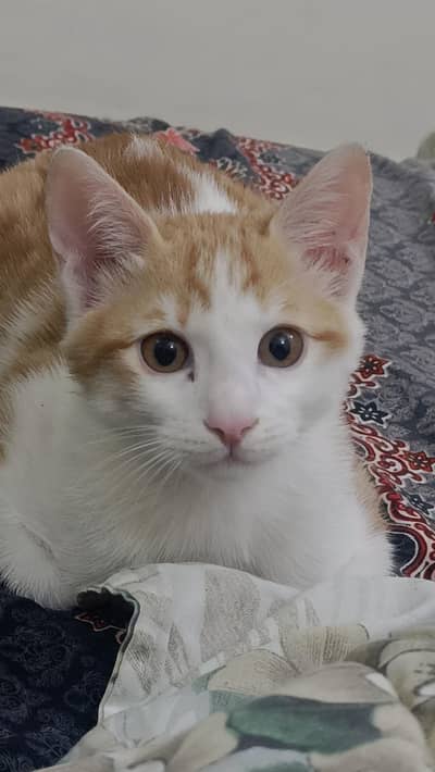 6 months old trained Cat available