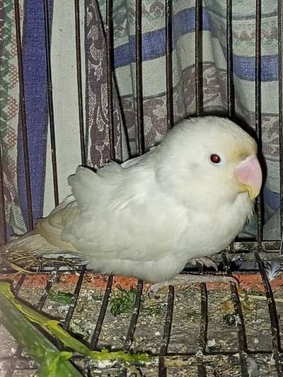 Albino Red Eye Split Male