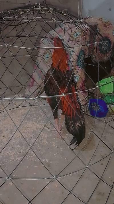 MashAllah Pure Aseel Sindhi Murga  Long Heighted Adult Breeder