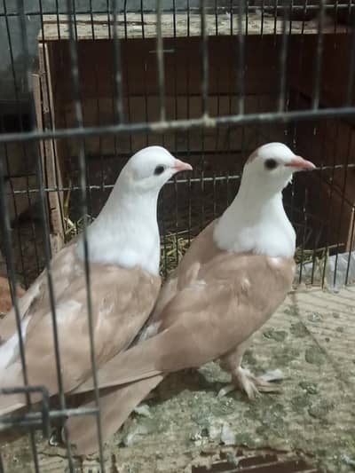 karblai pigeon for sale