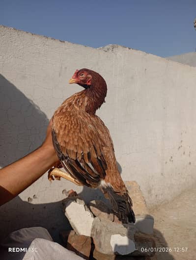 Old blood line aseel madi