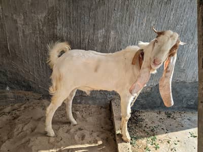 gulabi bakra