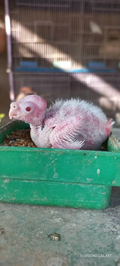 Eno red eye Jumbo size cocktail chick hand feed chick best for handtam