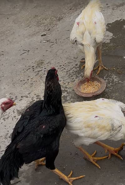 Shamo Birds For Sale