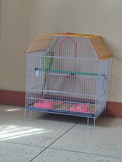 Green Parrot with Cage