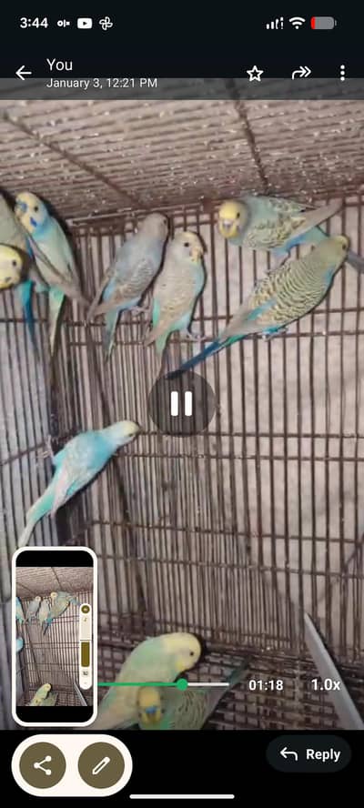 rainbow budgie working pair