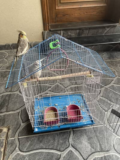 2 cocktails with cage hand tame friendly and ciute