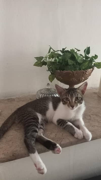 female cat for adoption