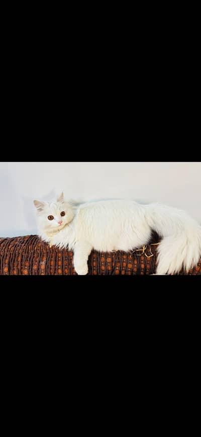 friendly Persian cat