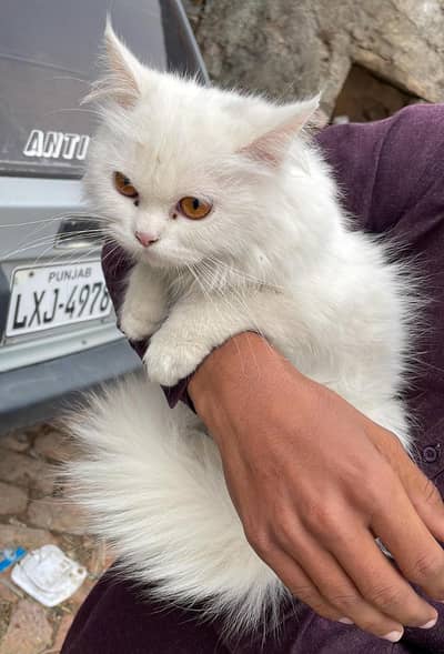 Persian Top Quality Liong Cote