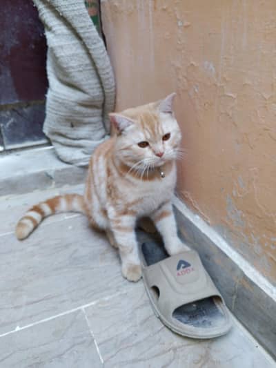 unique color brown cream color