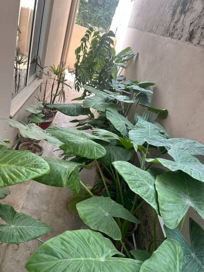 Gamlay , pots & plants at throw away price - Plants, excellent health