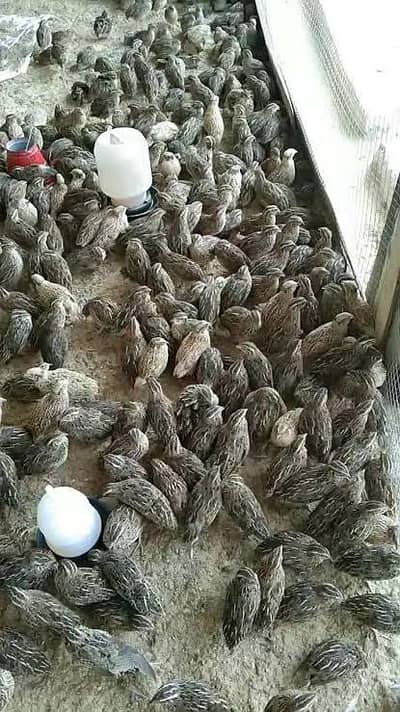 Batair stock available for sale