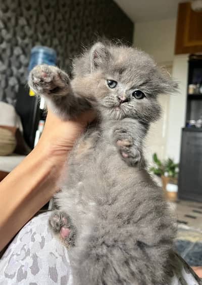 (0327-8997292) Top Quality Persian kitten or cat baby