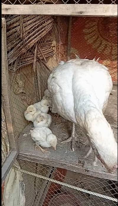 aseel Heera paper white pure breed 03194289069