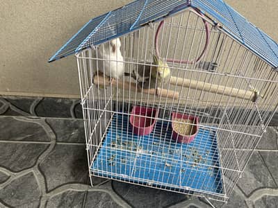 2 cocktails with cage hand tame friendly and ciute