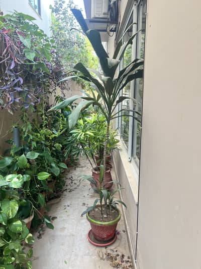 Gamlay , pots & plants at throw away price - Plants, excellent health