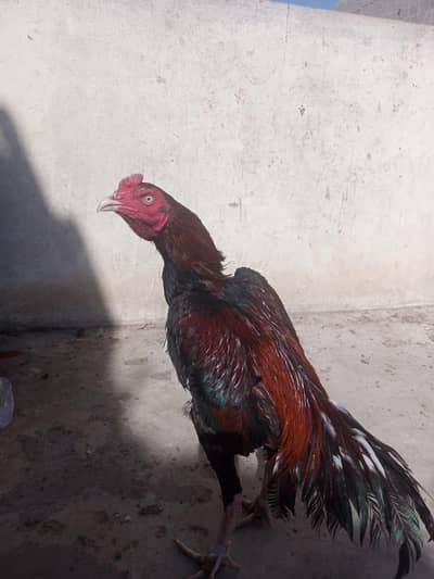 Aseel Murgha For Sale