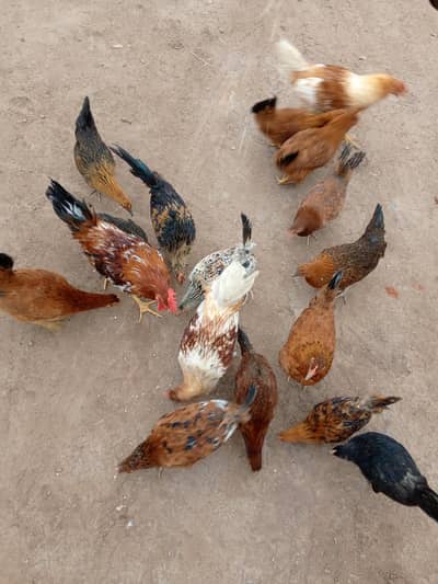 HENS FOR SELL QUANTITY 23