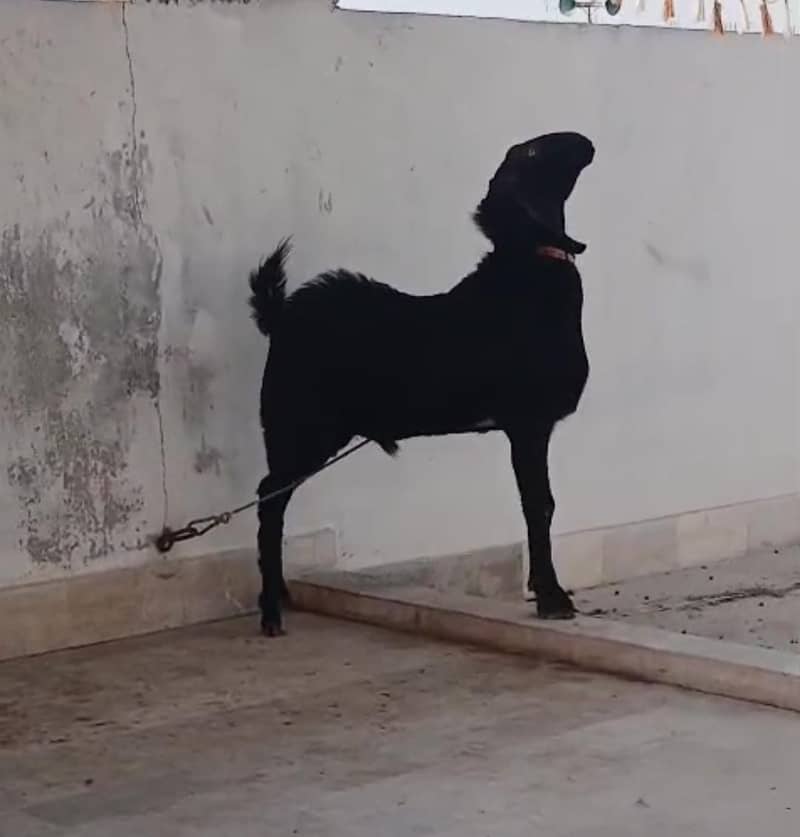 Bakra 2