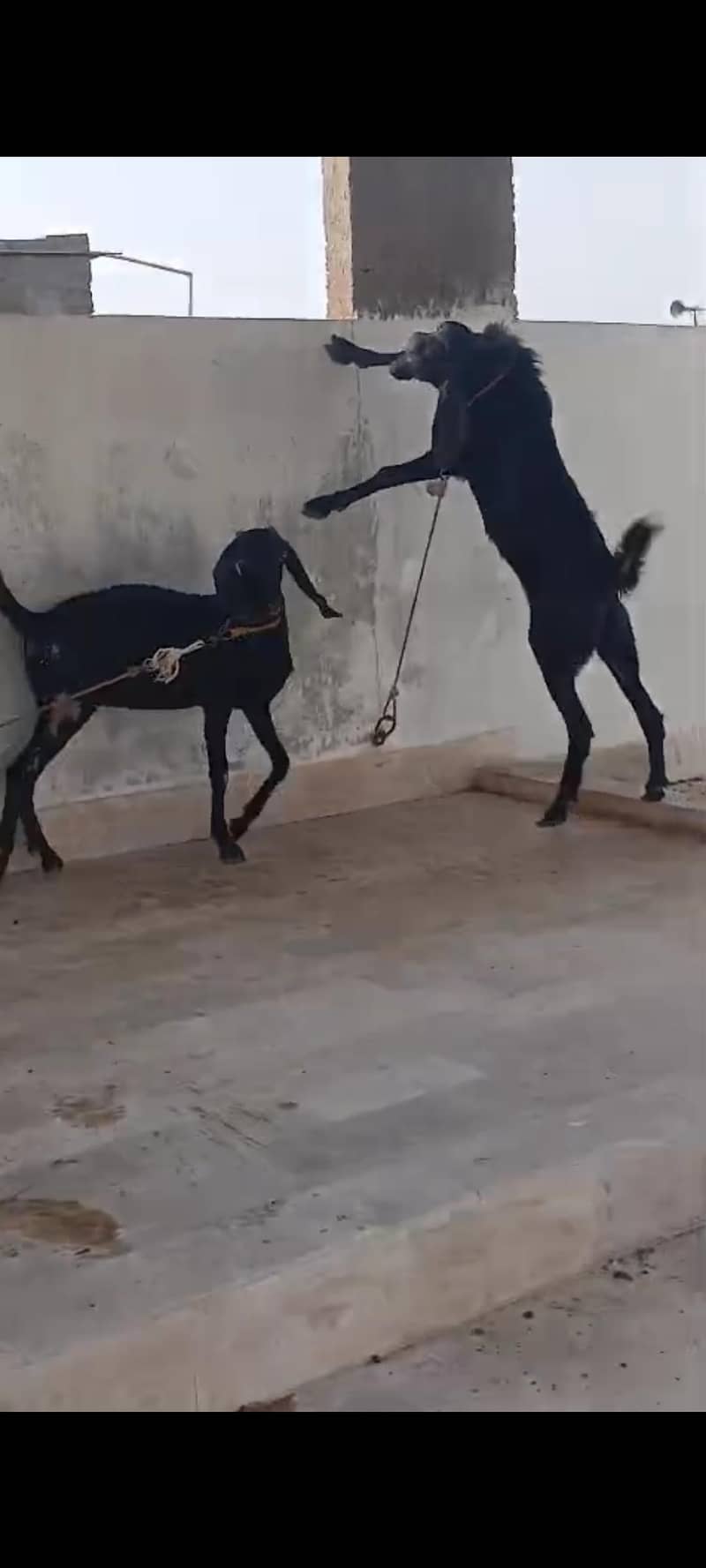 Bakra 3