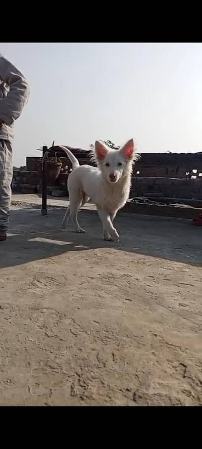 argent sale 5month Russian dog vaccination krwai howi