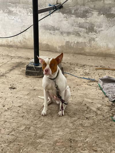 dog cross pitbulls with bultier